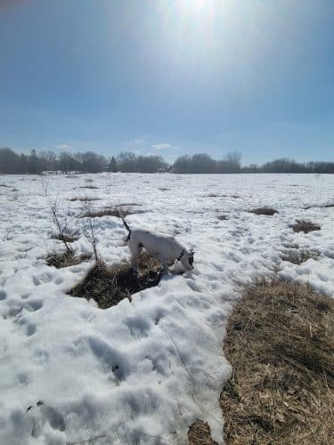 Rice Creek Off-Leash Dog Area