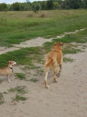 Rice Creek Off-Leash Dog Area - Shoreview, MN