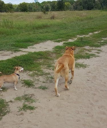 Rice Creek Off-Leash Dog Area
