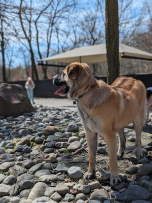 Large Dog Area