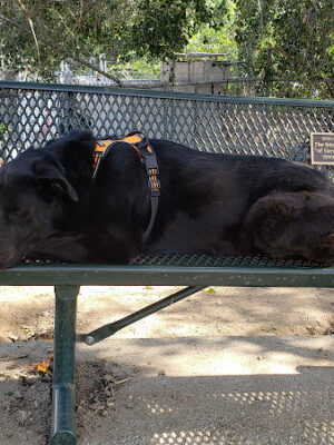 Sierra Madre Dog Park