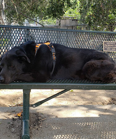 Sierra Madre Dog Park