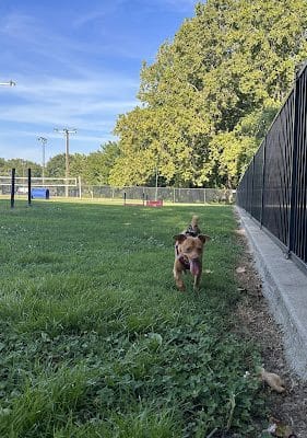 Tails & Trails Dog Park - Siloam Springs, AR