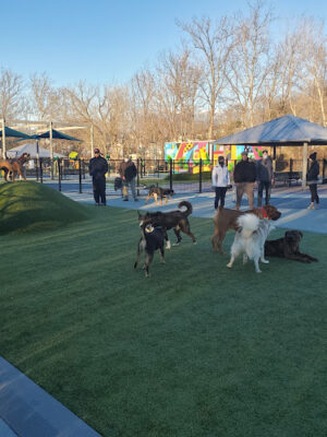 Dog Park at Dewey Local Park