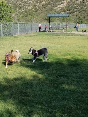 Simi Dog Park - Simi Valley, CA
