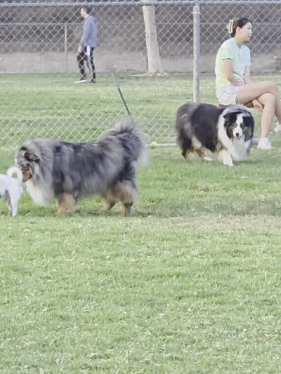 Simi Dog Park - Simi Valley, CA