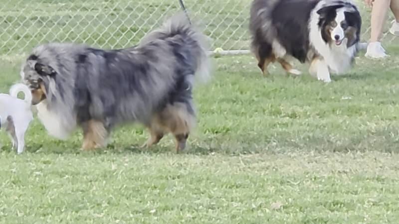 Simi Dog Park - Simi Valley, CA