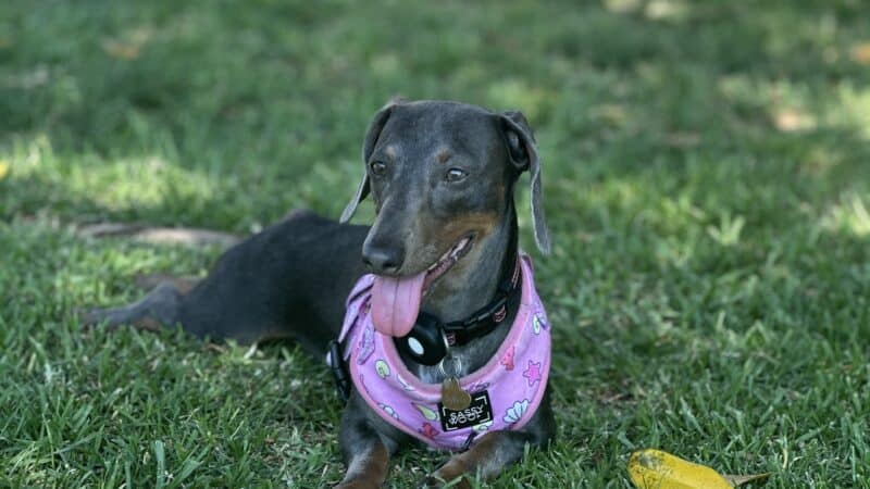 Simi Dog Park - Simi Valley, CA