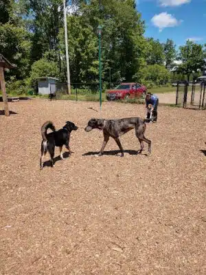 Paw Meadow Dog Park