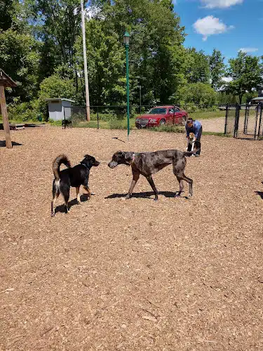 Paw Meadow Dog Park