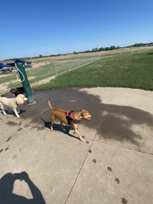 Family Park Dog Park
