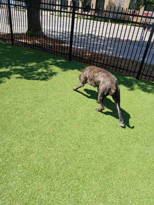 Kirby Dog Park at Fort Sod