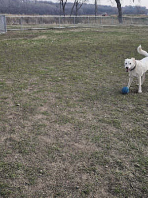 Lien Park Dog Park