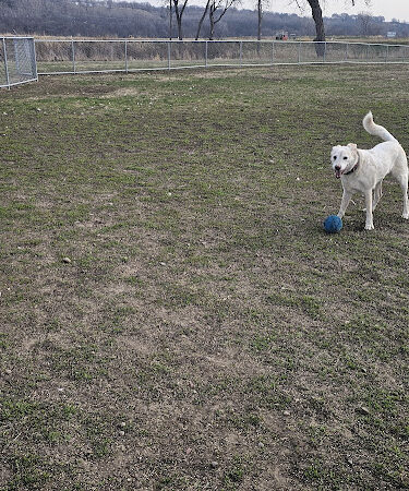Lien Park Dog Park