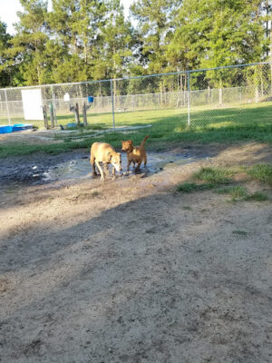 Camellia City Bark Park