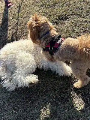 Smithfield Dog Park - Smithfield, NC