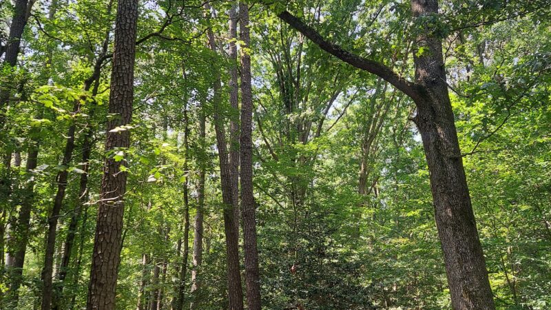 Windsor Castle Park - Smithfield, VA