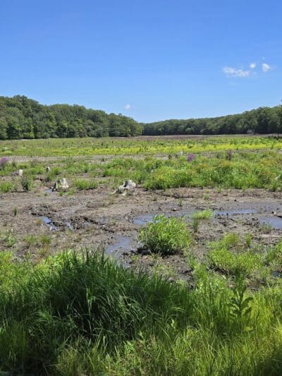 Blydenburgh County Park - Smithtown, NY