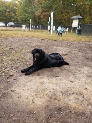 Blydenburgh Dog Park Area