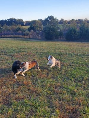Smithville Lake Dog Park - Smithville, MO