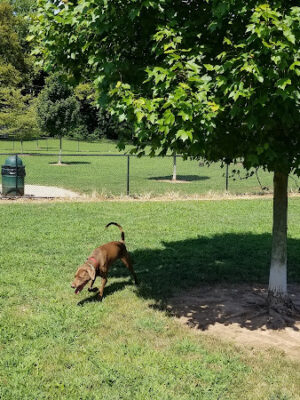 Colonial Dog Park