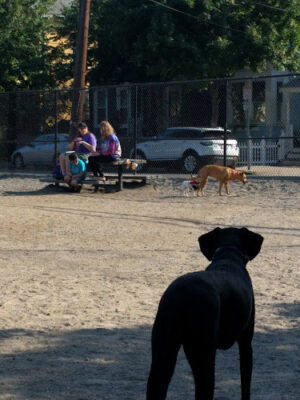Nunziato Dog Park