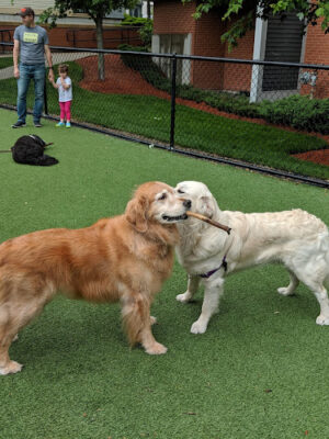 W Dog Park
