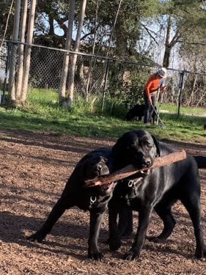Ernest Holman Memorial Dog Park