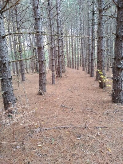 South Boardman Nature Preserve - South Boardman,
