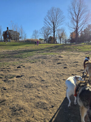 Wheeler Dog Park