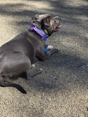 South Euclid Dog Park