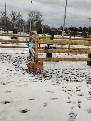 South Euclid Dog Park