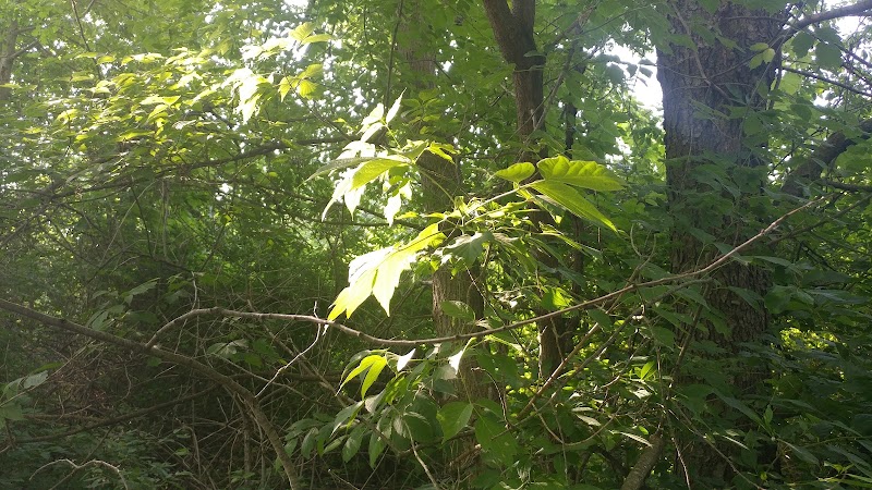 Colman Park - South Lyon,
