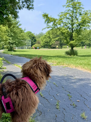 Colman Park