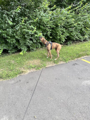 McHattie Park