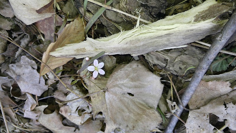 Volunteer Park - South Lyon,