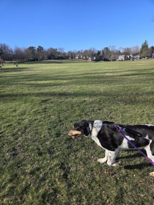 Meadowland Park