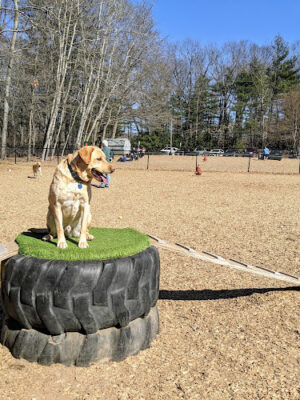 South Windsor Bark Park