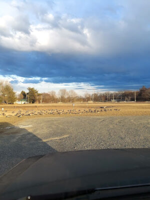 Red Lion Recreation Park