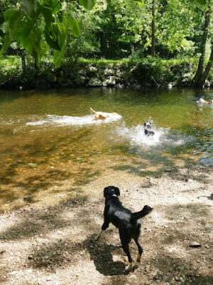 Southbury Dog Park