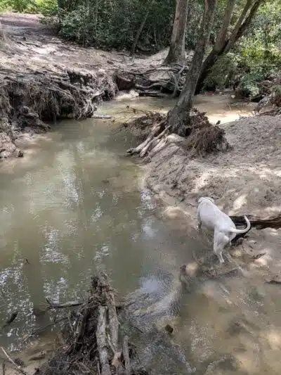 Martin Dog Park - Southern Pines, NC