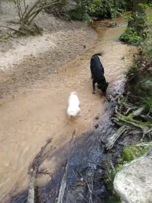 Martin Dog Park - Southern Pines, NC