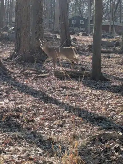 Bauervic Woods Park - Southfield,