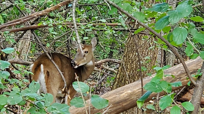 Lincoln Woods Nature Preserve - Southfield,