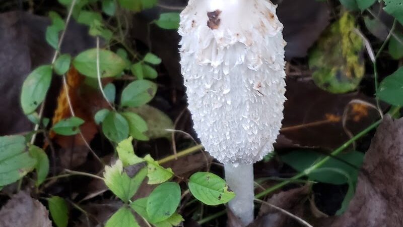 Lincoln Woods Nature Preserve - Southfield,