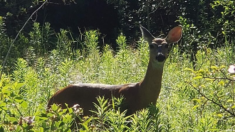 Lincoln Woods Nature Preserve - Southfield,