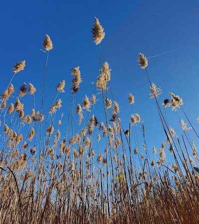 Lincoln Woods Nature Preserve - Southfield,