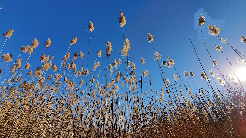 Lincoln Woods Nature Preserve - Southfield,