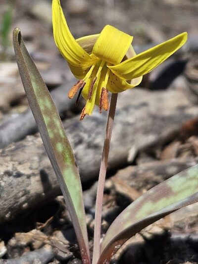 Valley Woods Nature Preserve - Southfield,