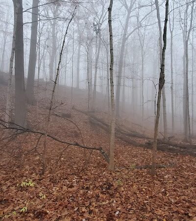 Valley Woods Nature Preserve - Southfield,